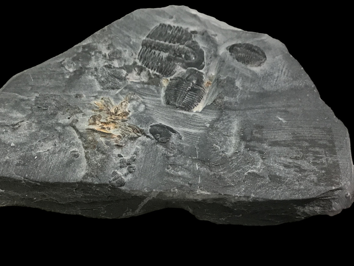 Genuine Fossil Trilobite - Elrathia Kinghi #110 -2 1/4" x 1 5/8