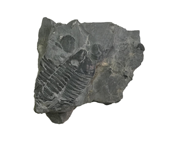 Genuine Fossil Trilobite - Elrathia Kinghi #113 - 2 3/8” 1 7/8”
