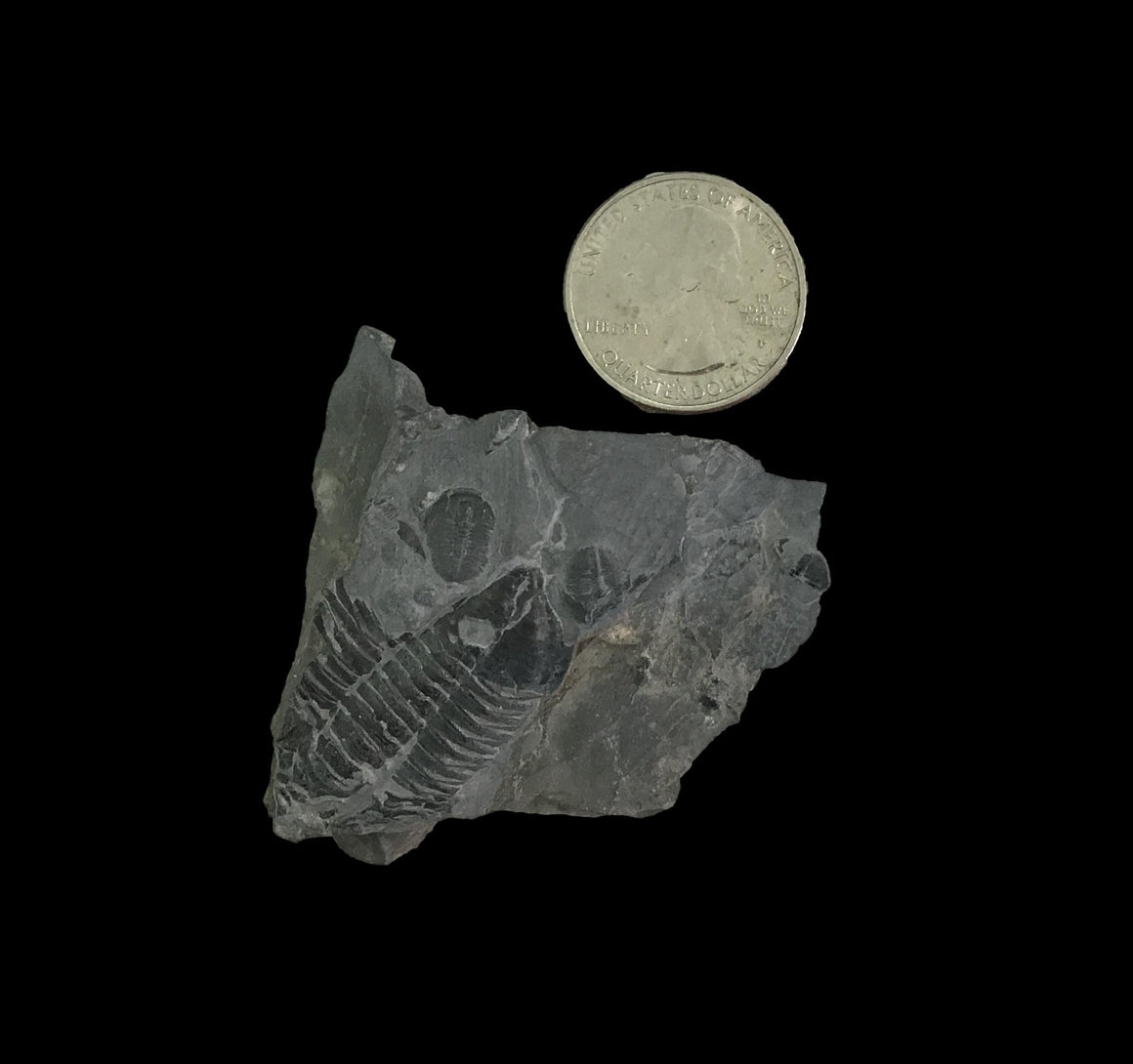 Genuine Fossil Trilobite - Elrathia Kinghi #113 - 2 3/8” 1 7/8”