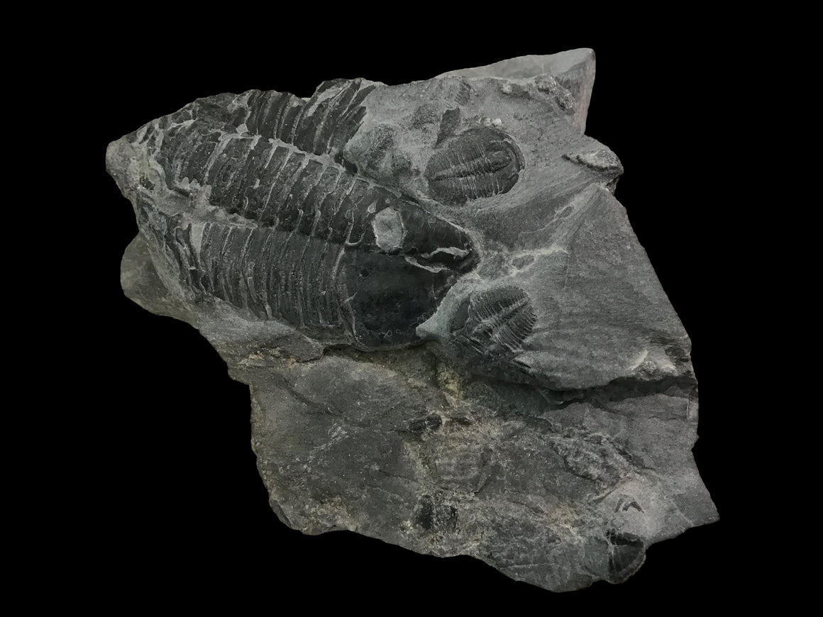 Genuine Fossil Trilobite - Elrathia Kinghi #113 - 2 3/8” 1 7/8”