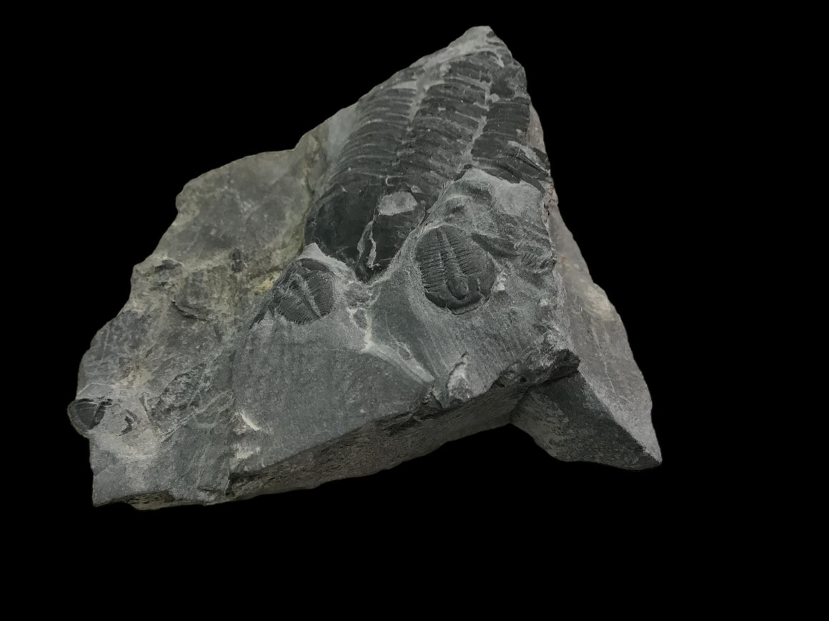 Genuine Fossil Trilobite - Elrathia Kinghi #113 - 2 3/8” 1 7/8”
