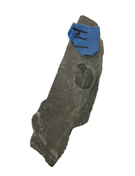 Genuine Fossil Trilobite - Elrathia Kinghi #T14 - 4” x 1 1/4”