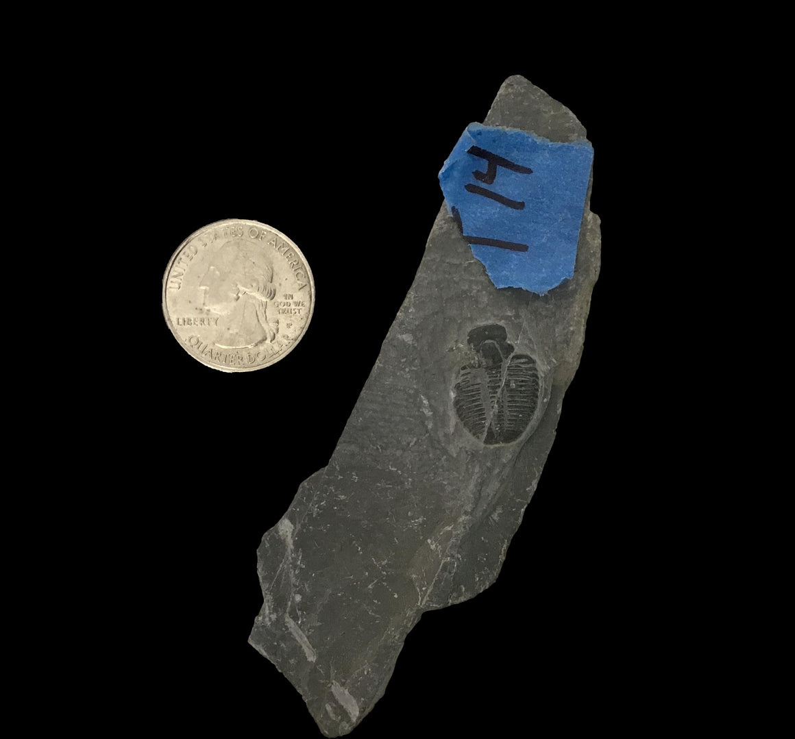 Genuine Fossil Trilobite - Elrathia Kinghi #T14 - 4” x 1 1/4”