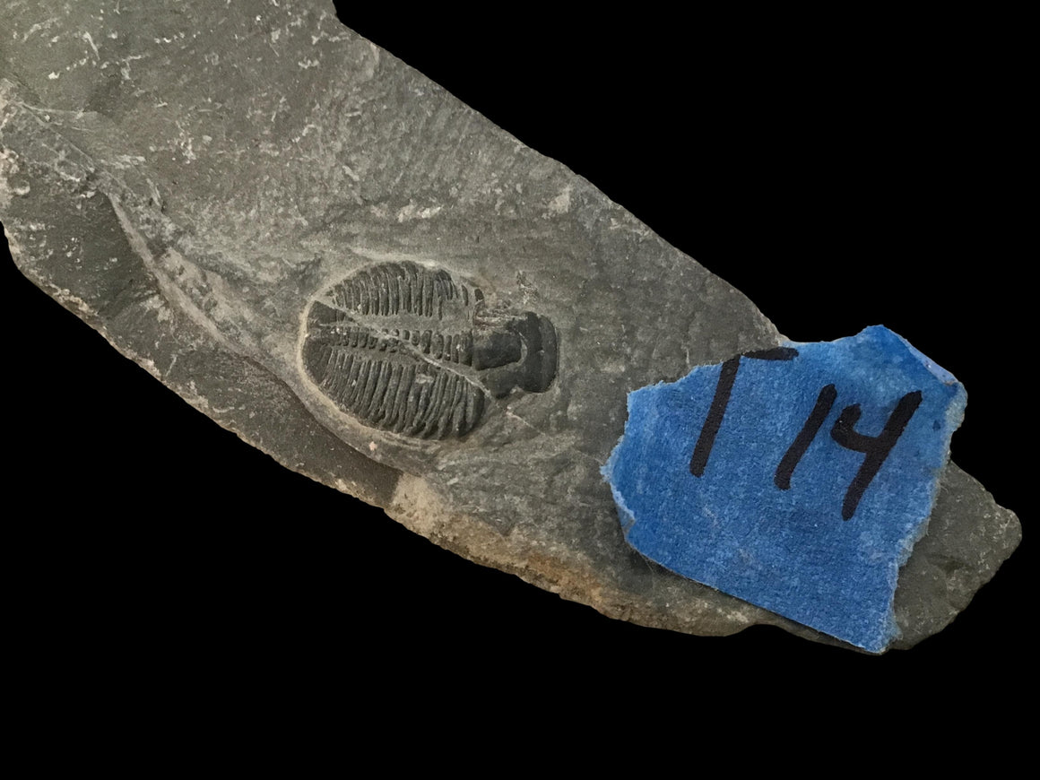 Genuine Fossil Trilobite - Elrathia Kinghi #T14 - 4” x 1 1/4”