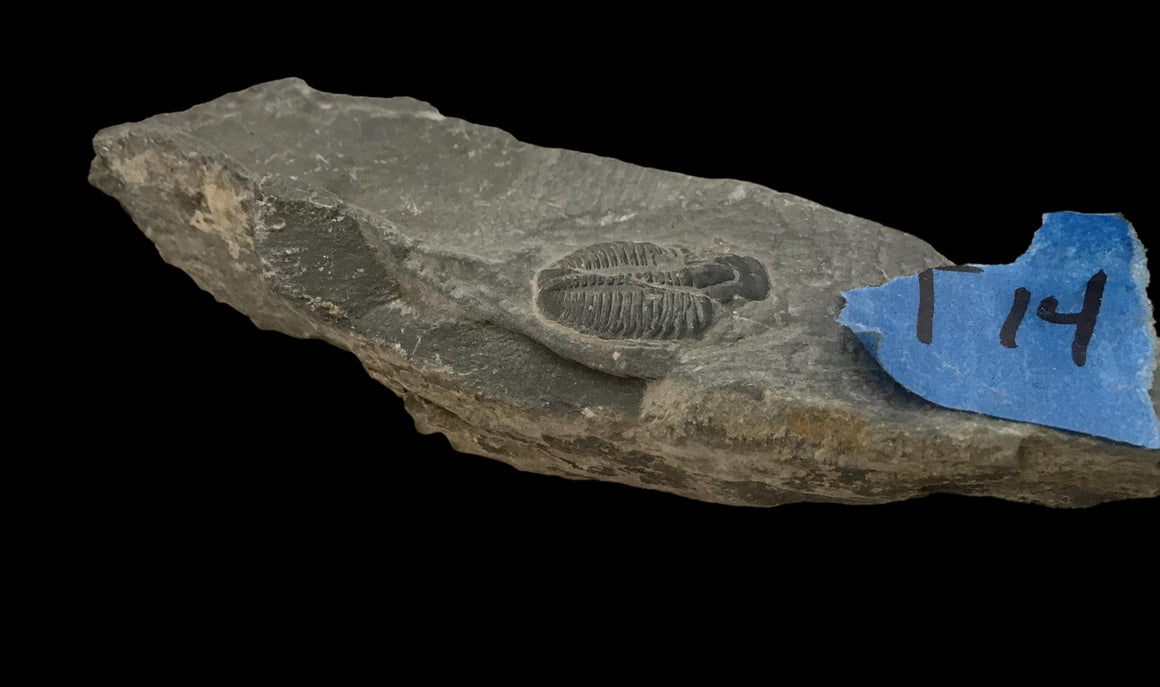 Genuine Fossil Trilobite - Elrathia Kinghi #T14 - 4” x 1 1/4”