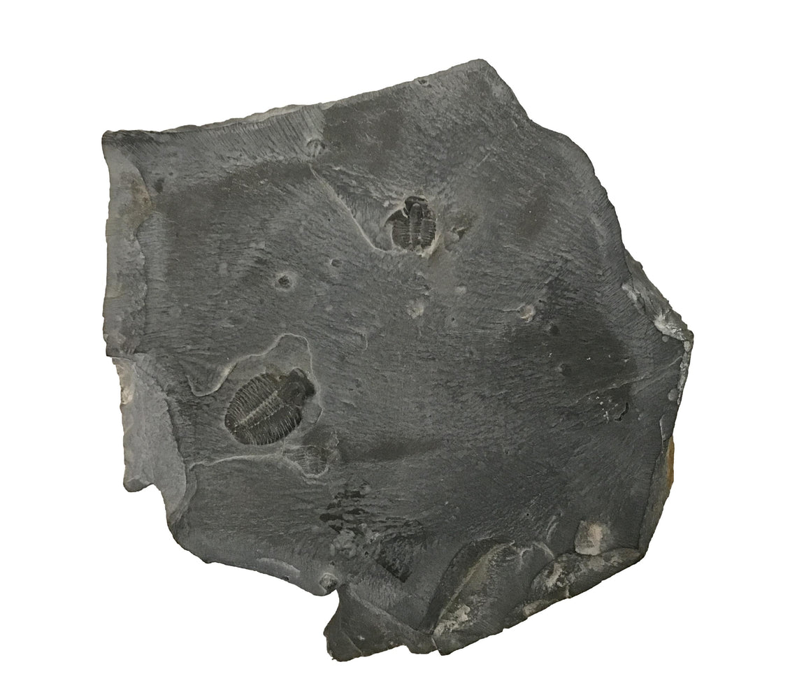Genuine Fossil Trilobite - Elrathia Kinghi #11 - 5” x 4”