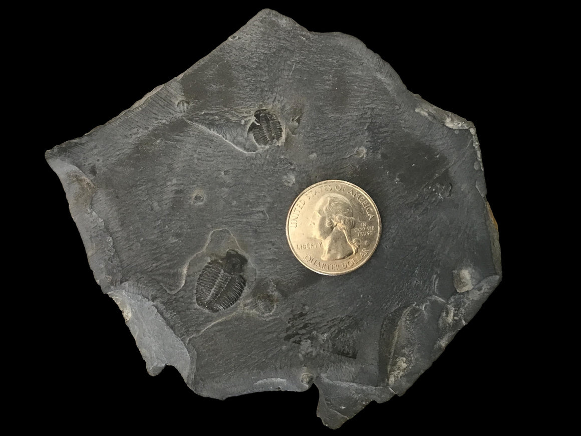 Genuine Fossil Trilobite - Elrathia Kinghi #T13 - 2” x 1 7/8”