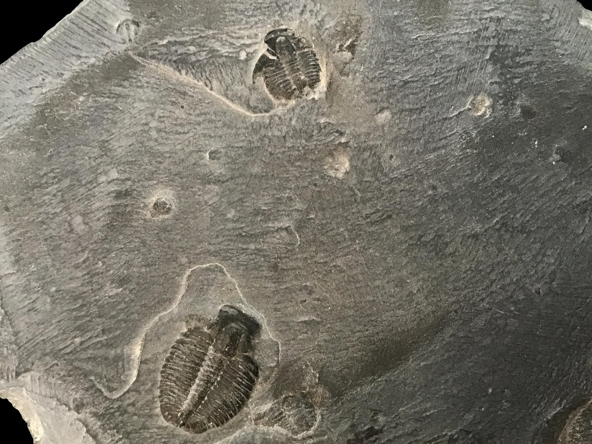 Genuine Fossil Trilobite - Elrathia Kinghi #11 - 5” x 4”