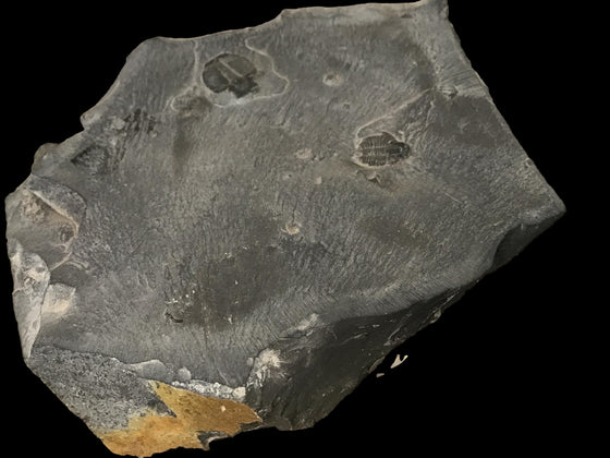 Genuine Fossil Trilobite - Elrathia Kinghi #T13 - 2” x 1 7/8”