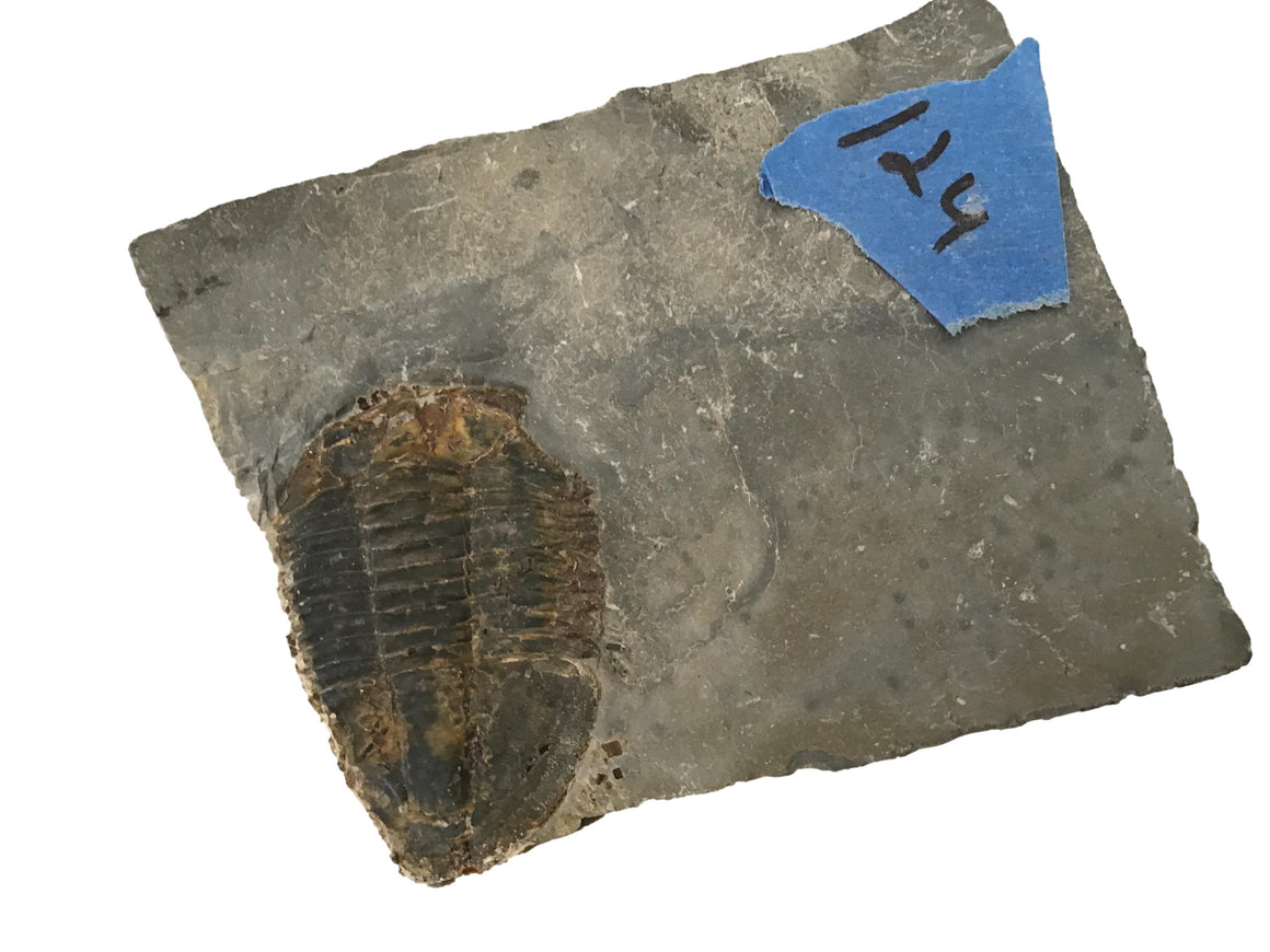 Genuine Fossil Trilobite - Elrathia Kinghi #124 - 3 5/8” x 3”