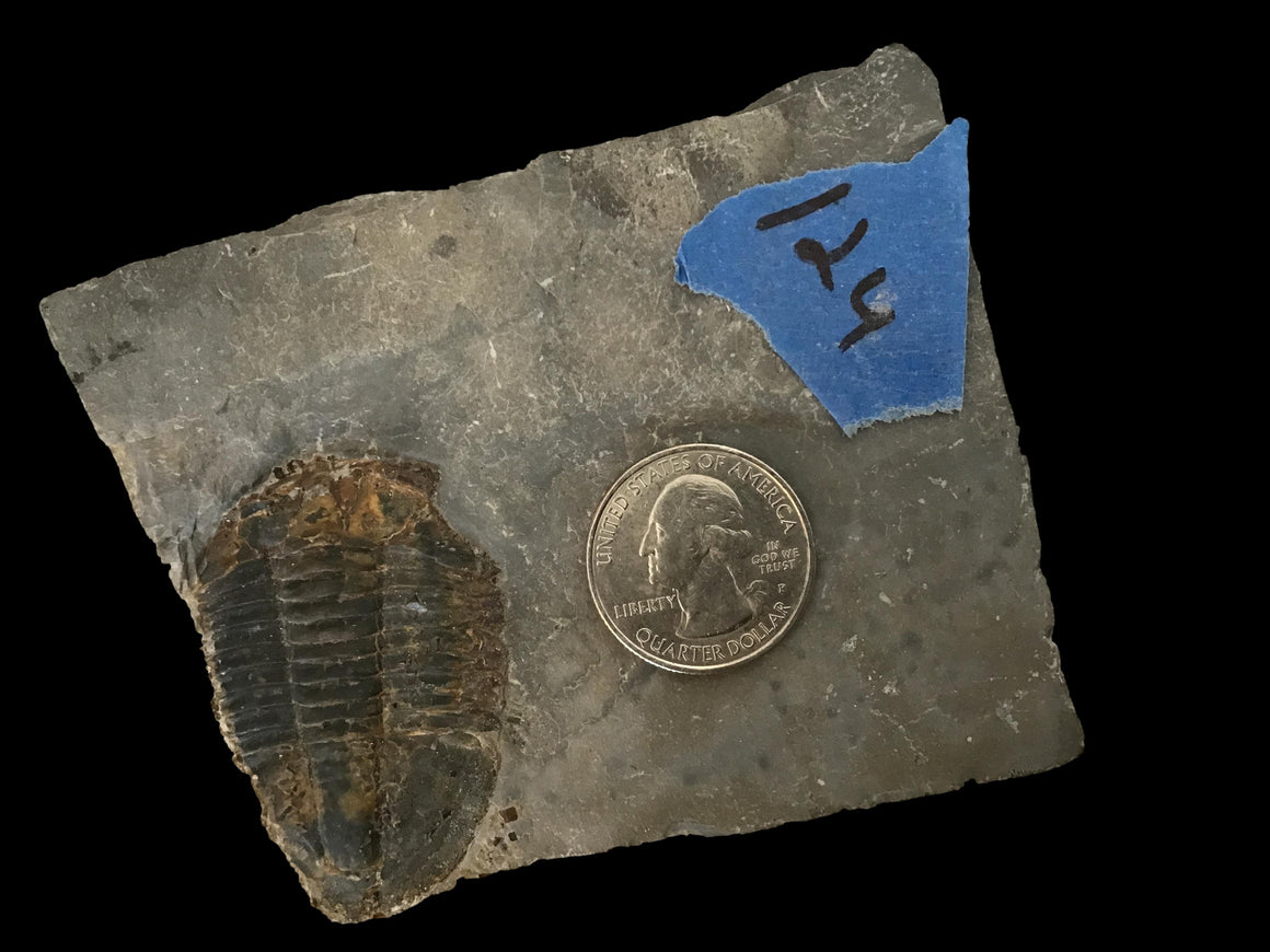 Genuine Fossil Trilobite - Elrathia Kinghi #124 - 3 5/8” x 3”
