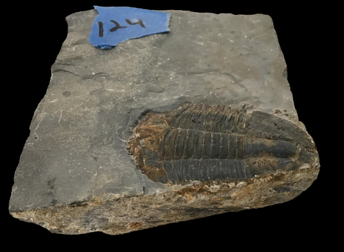 Genuine Fossil Trilobite - Elrathia Kinghi #124 - 3 5/8” x 3”