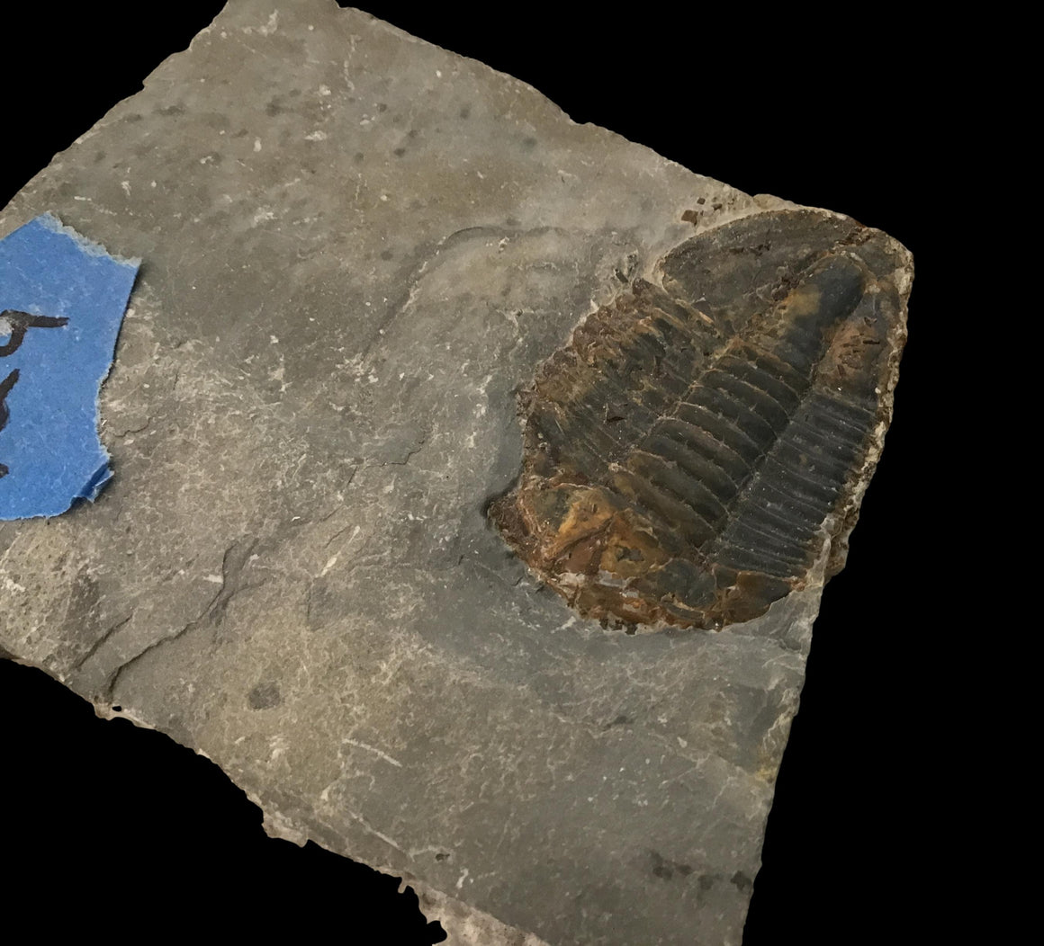 Genuine Fossil Trilobite - Elrathia Kinghi #124 - 3 5/8” x 3”