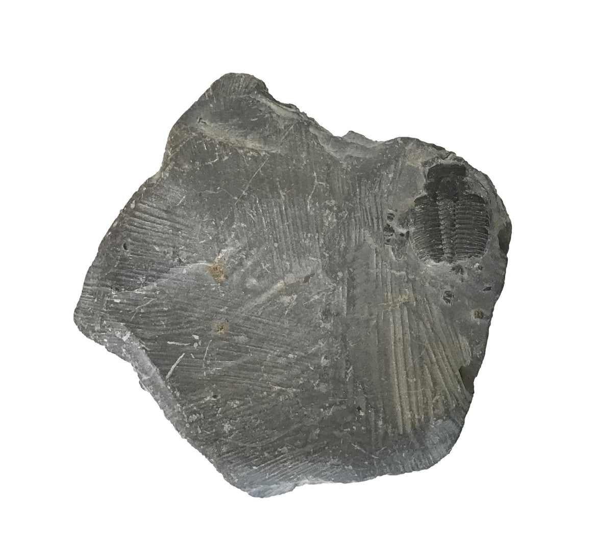 Genuine Fossil Trilobite - Elrathia Kinghi #T13 - 2” x 1 7/8”