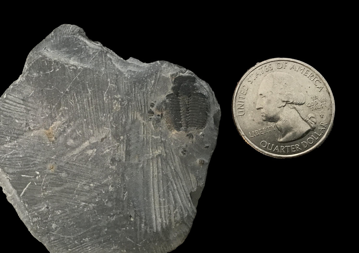 Genuine Fossil Trilobite - Elrathia Kinghi #T13 - 2” x 1 7/8”