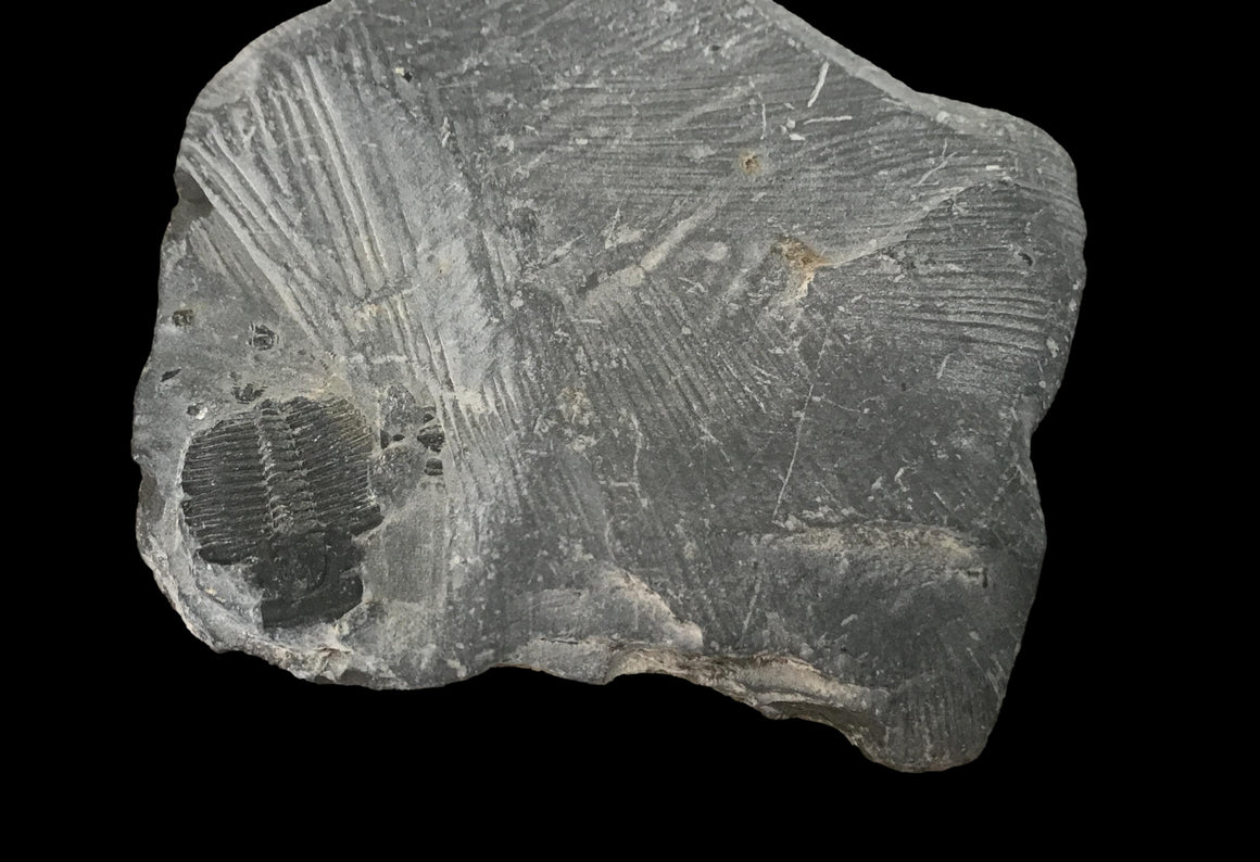Genuine Fossil Trilobite - Elrathia Kinghi #T13 - 2” x 1 7/8”