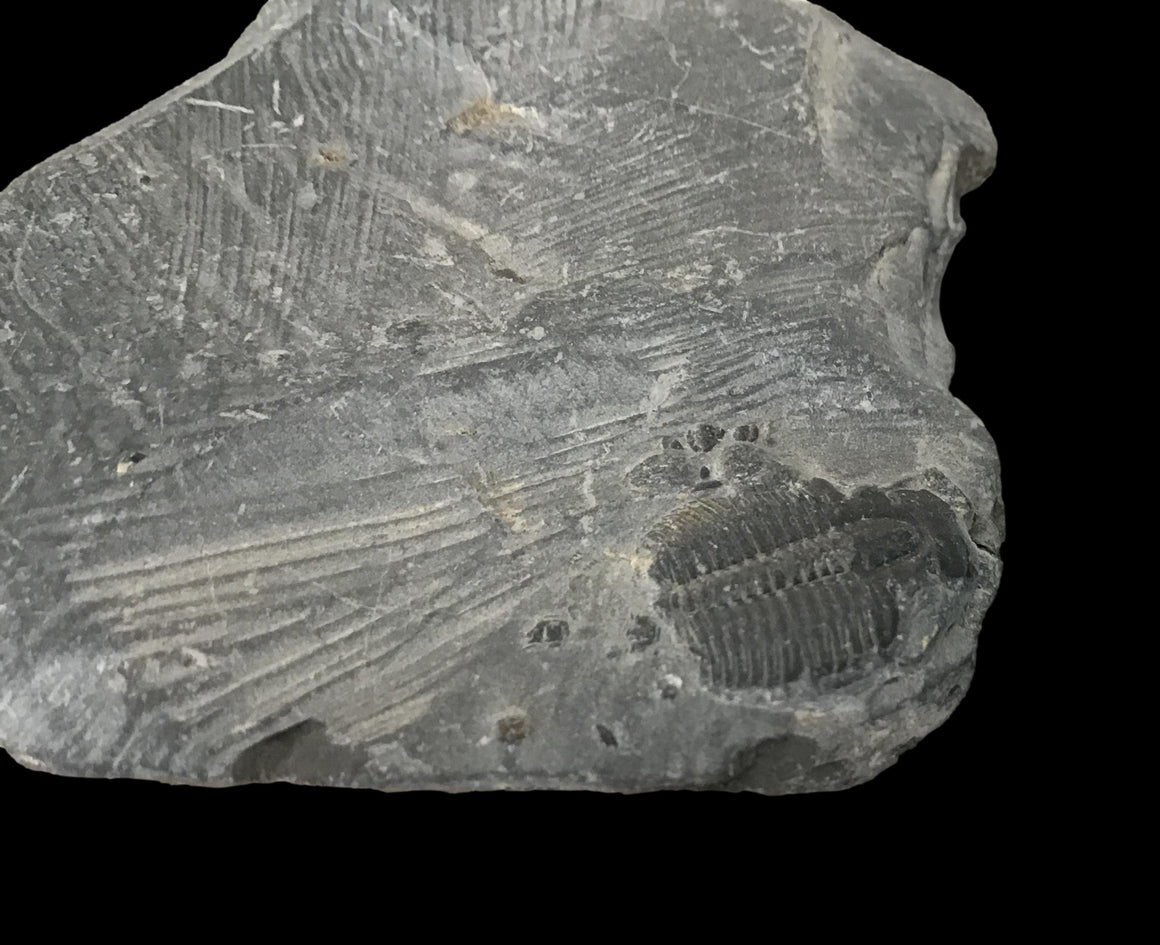 Genuine Fossil Trilobite - Elrathia Kinghi #T13 - 2” x 1 7/8”