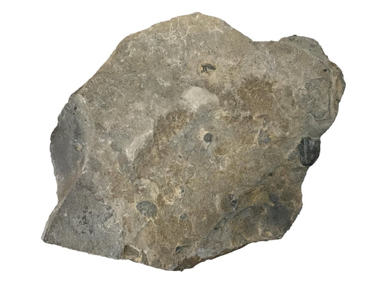 Genuine Fossil Trilobite - Elrathia Kinghi #6 - 6” x 4 1/2”