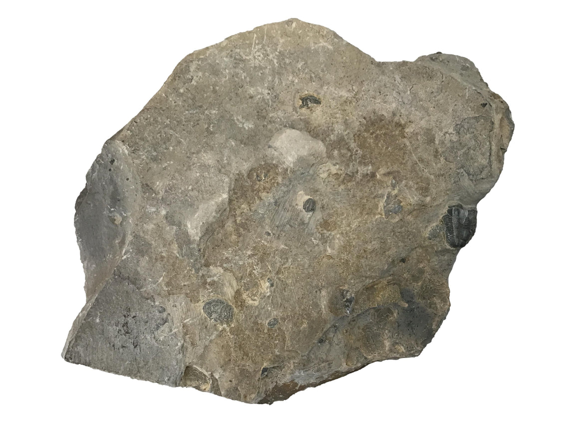 Genuine Fossil Trilobite - Elrathia Kinghi #6 - 6” x 4 1/2”