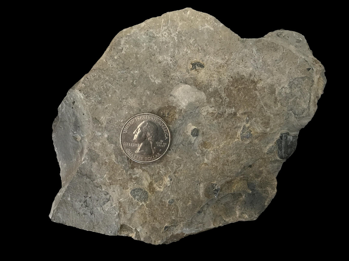 Genuine Fossil Trilobite - Elrathia Kinghi #6 - 6” x 4 1/2”