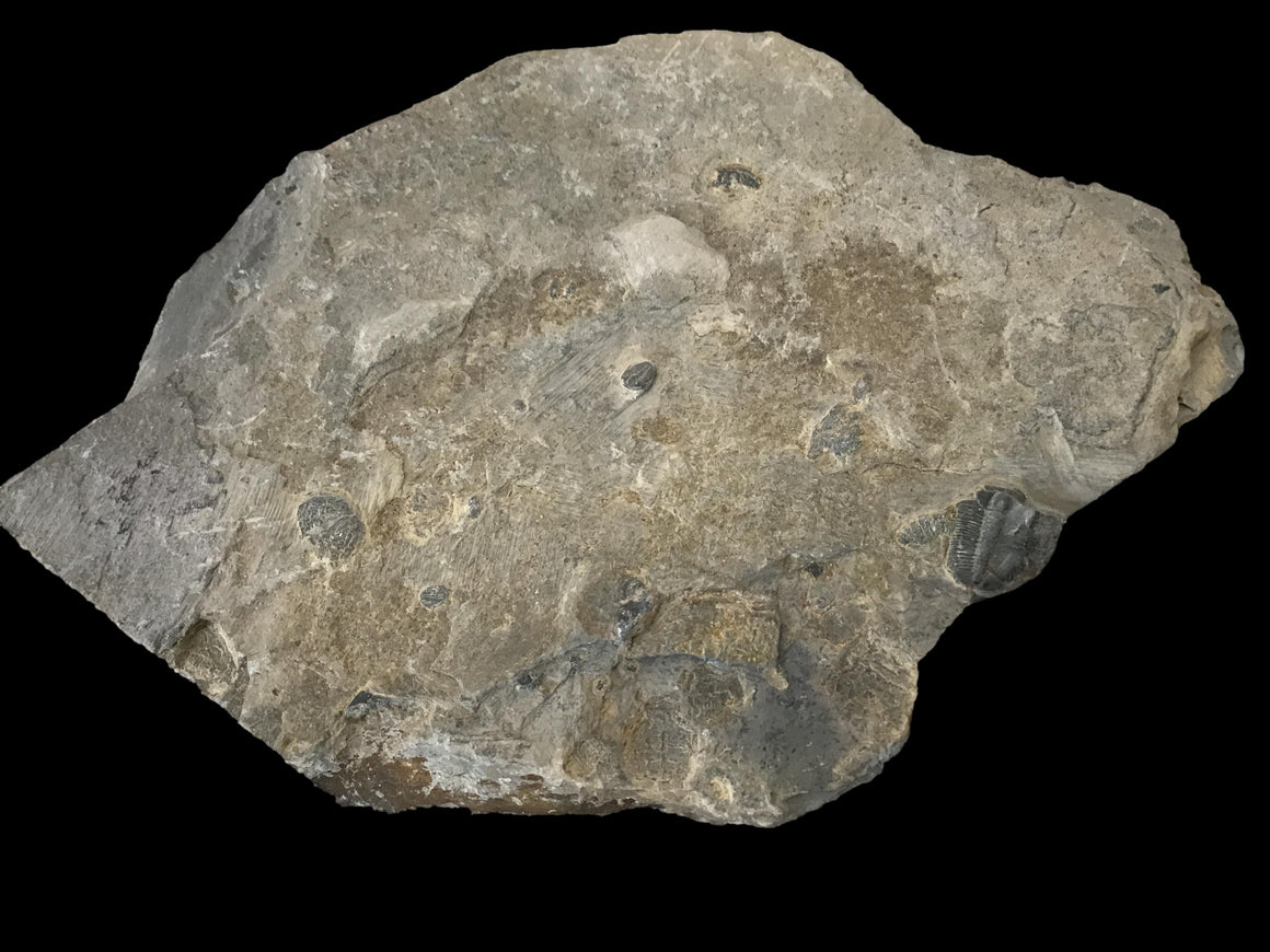 Genuine Fossil Trilobite - Elrathia Kinghi #6 - 6” x 4 1/2”
