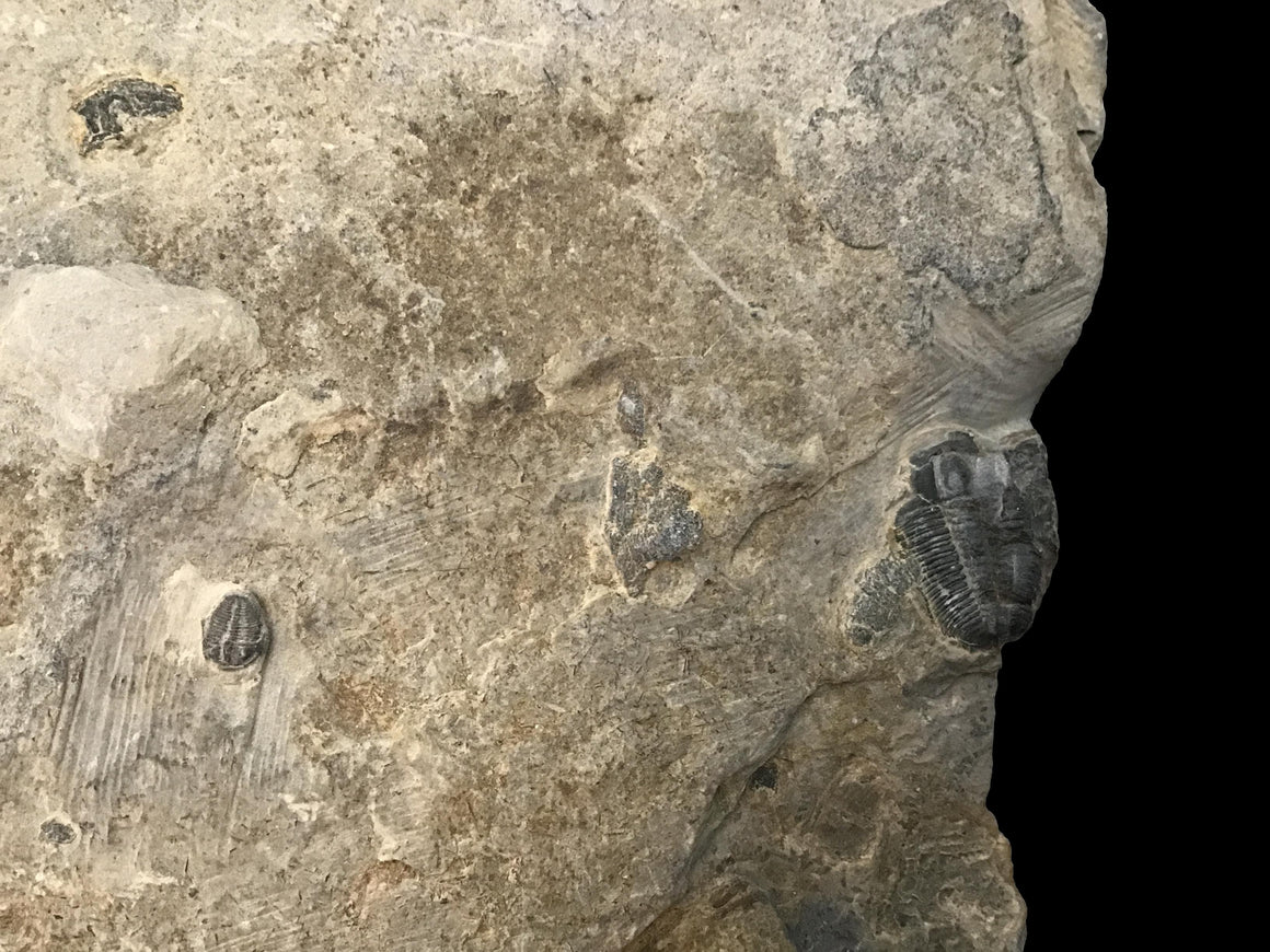 Genuine Fossil Trilobite - Elrathia Kinghi #6 - 6” x 4 1/2”