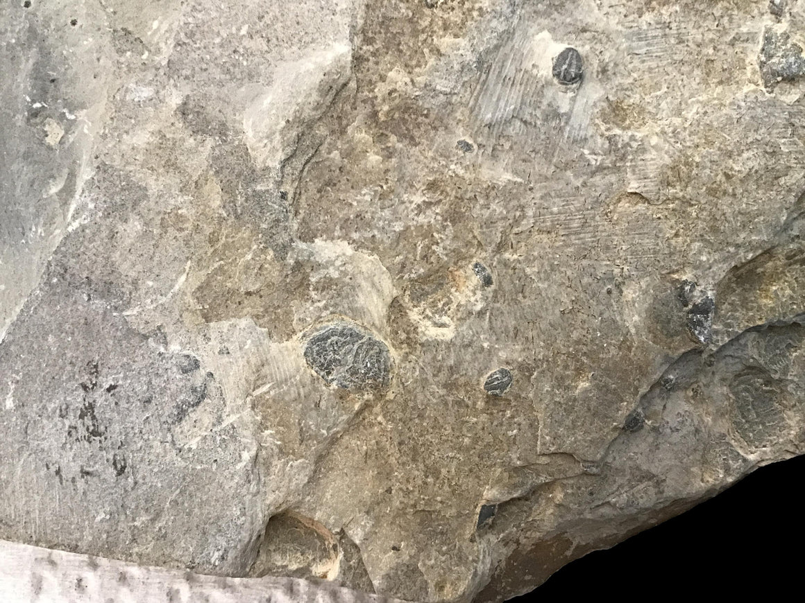 Genuine Fossil Trilobite - Elrathia Kinghi #6 - 6” x 4 1/2”