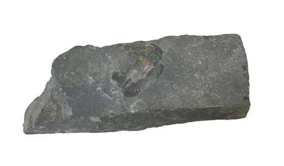 Genuine Fossil Trilobite - Elrathia Kinghi #F1 - 5” x 1 5/8” x 3/4”