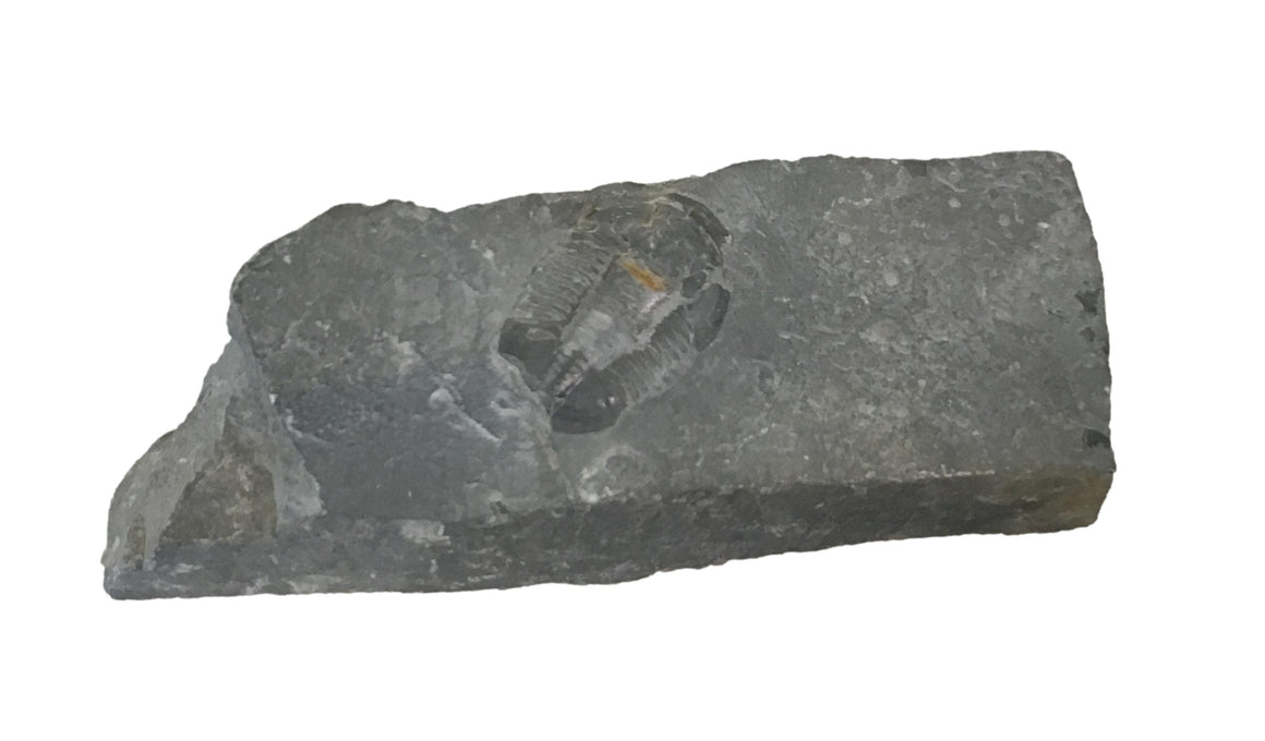 Genuine Fossil Trilobite - Elrathia Kinghi #F1 - 5” x 1 5/8” x 3/4”