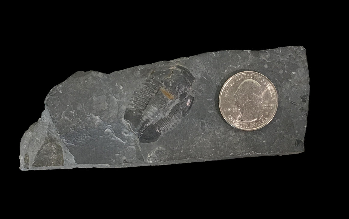 Genuine Fossil Trilobite - Elrathia Kinghi #F1 - 5” x 1 5/8” x 3/4”