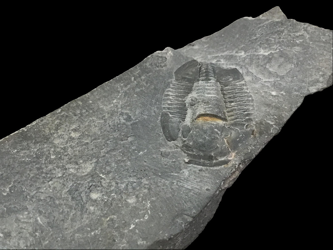 Genuine Fossil Trilobite - Elrathia Kinghi #F1 - 5” x 1 5/8” x 3/4”