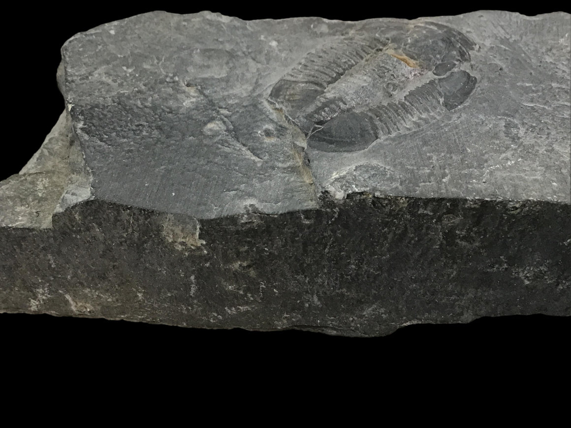 Genuine Fossil Trilobite - Elrathia Kinghi #F1 - 5” x 1 5/8” x 3/4”