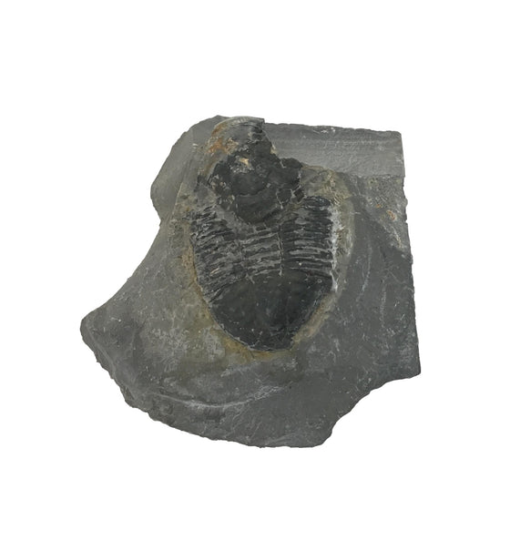 Genuine Fossil Trilobite - Elrathia Kinghi #F2 - 2 1/2" X 2 14”
