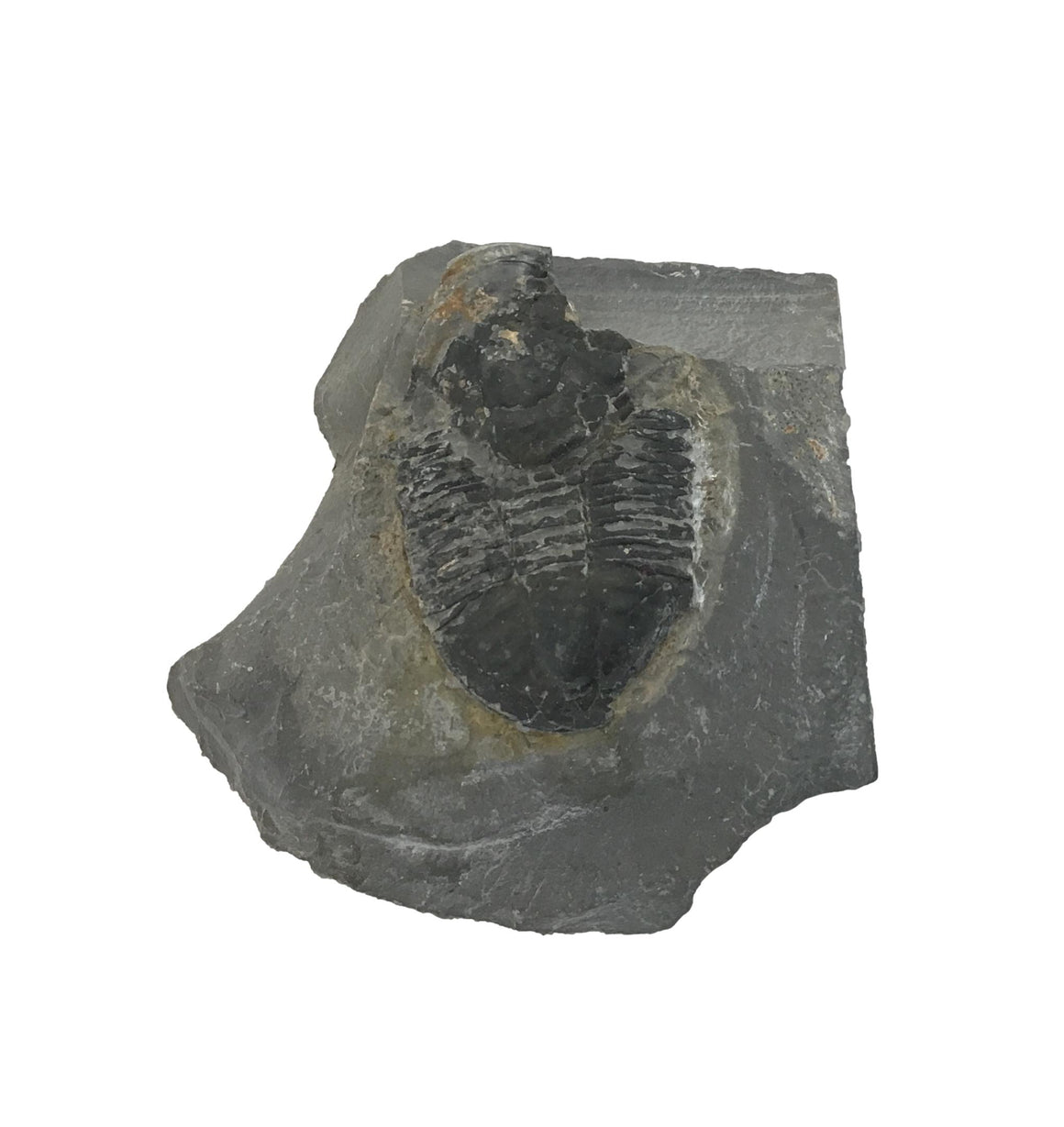Genuine Fossil Trilobite - Elrathia Kinghi #F2 - 2 1/2" X 2 14”