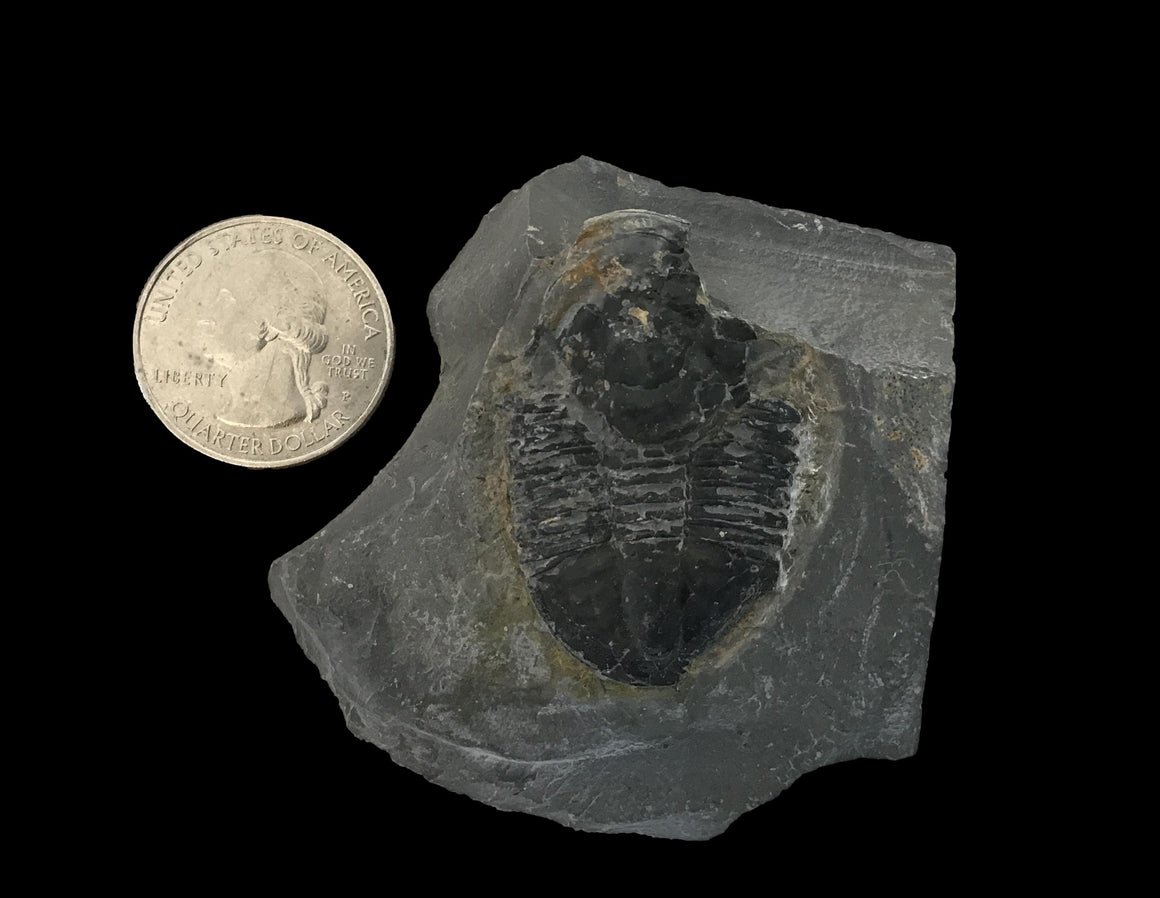 Genuine Fossil Trilobite - Elrathia Kinghi #F2 - 2 1/2" X 2 14”