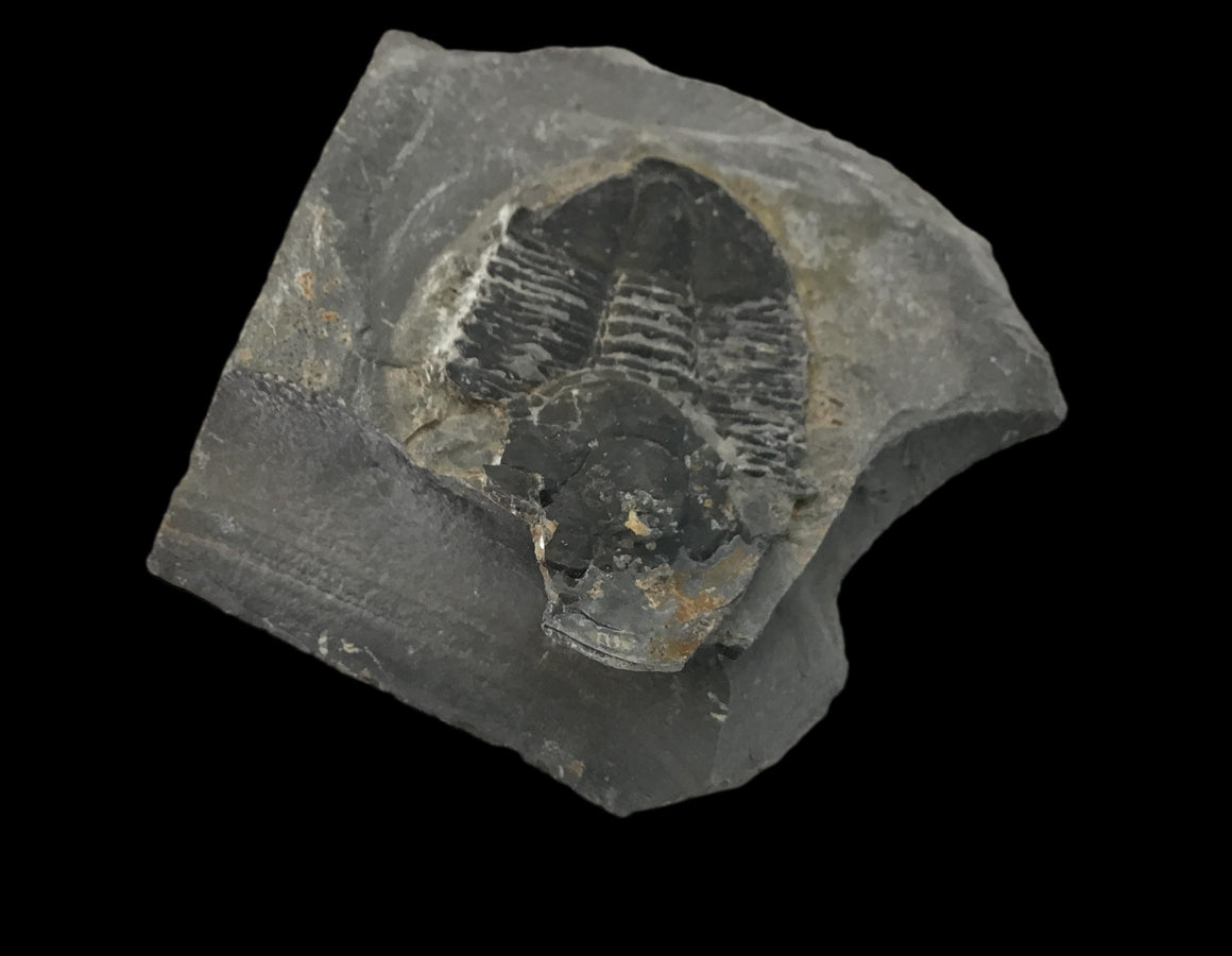 Genuine Fossil Trilobite - Elrathia Kinghi #F2 - 2 1/2" X 2 14”