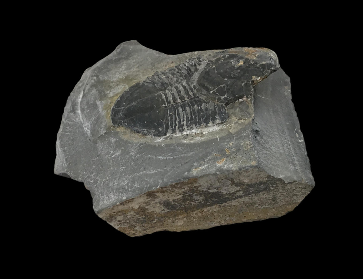 Genuine Fossil Trilobite - Elrathia Kinghi #F2 - 2 1/2" X 2 14”