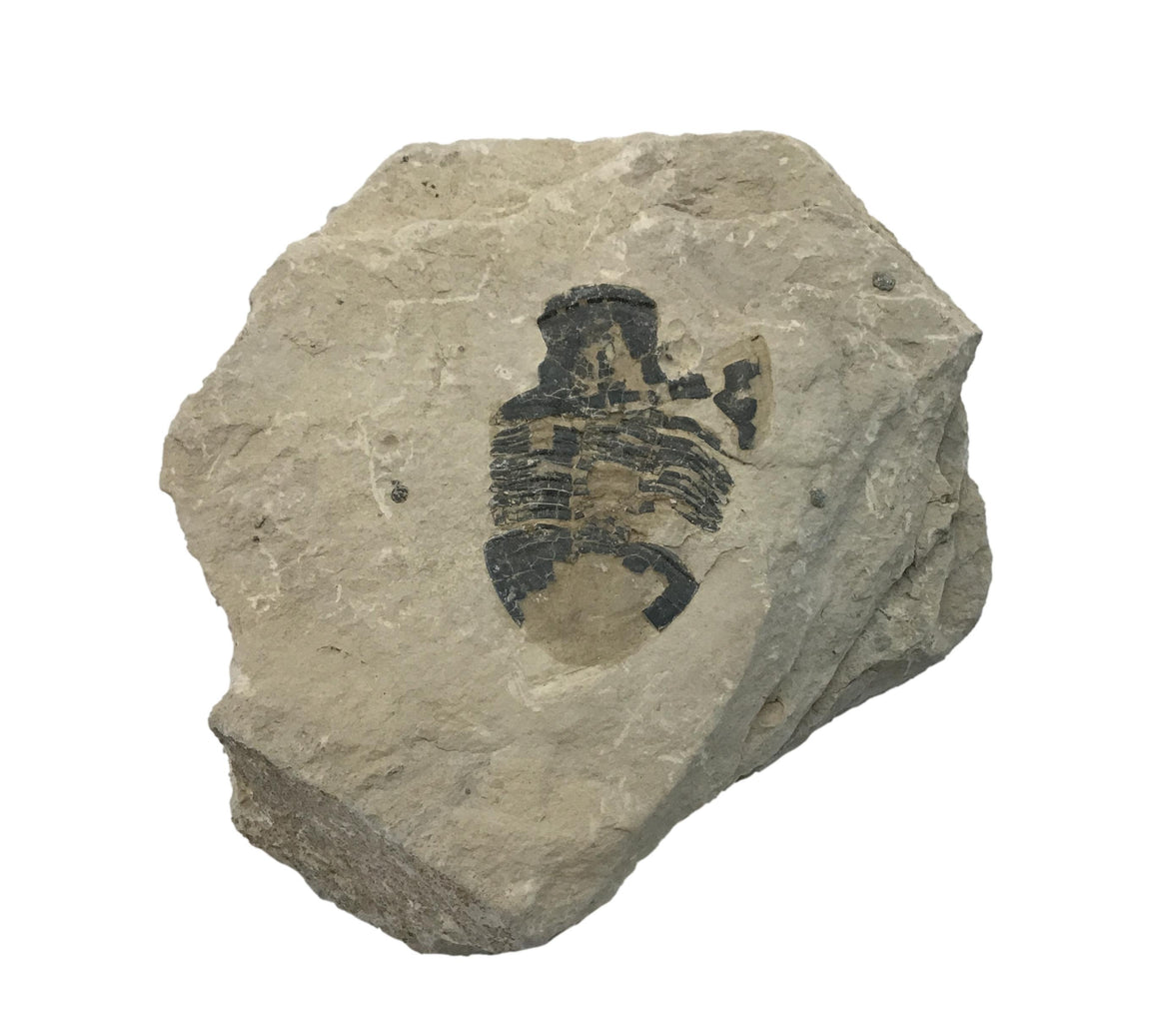 Genuine Fossil Trilobite - Elrathia Kinghi #F3 - 3 7/8" X 3 1/2”