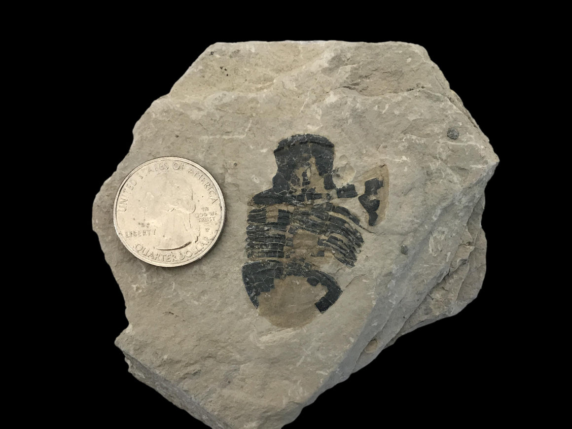 Genuine Fossil Trilobite - Elrathia Kinghi #F3 - 3 7/8" X 3 1/2”
