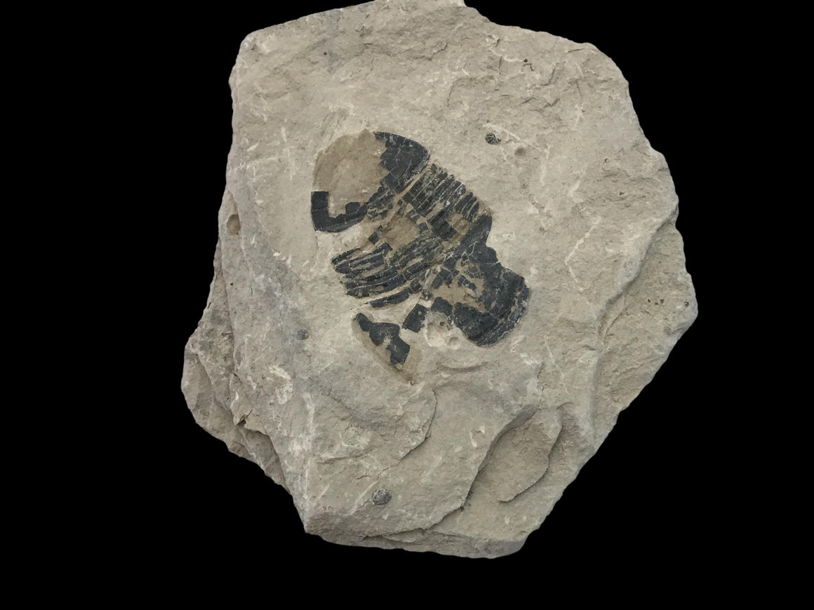 Genuine Fossil Trilobite - Elrathia Kinghi #F3 - 3 7/8" X 3 1/2”