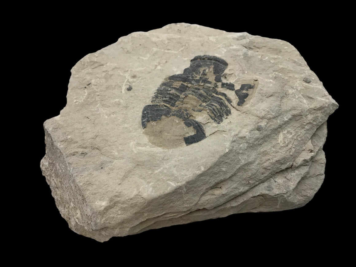 Genuine Fossil Trilobite - Elrathia Kinghi #F3 - 3 7/8" X 3 1/2”