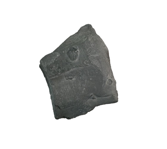 Genuine Fossil Trilobite - Elrathia Kinghi #F4 - 2 1/2” X 3”