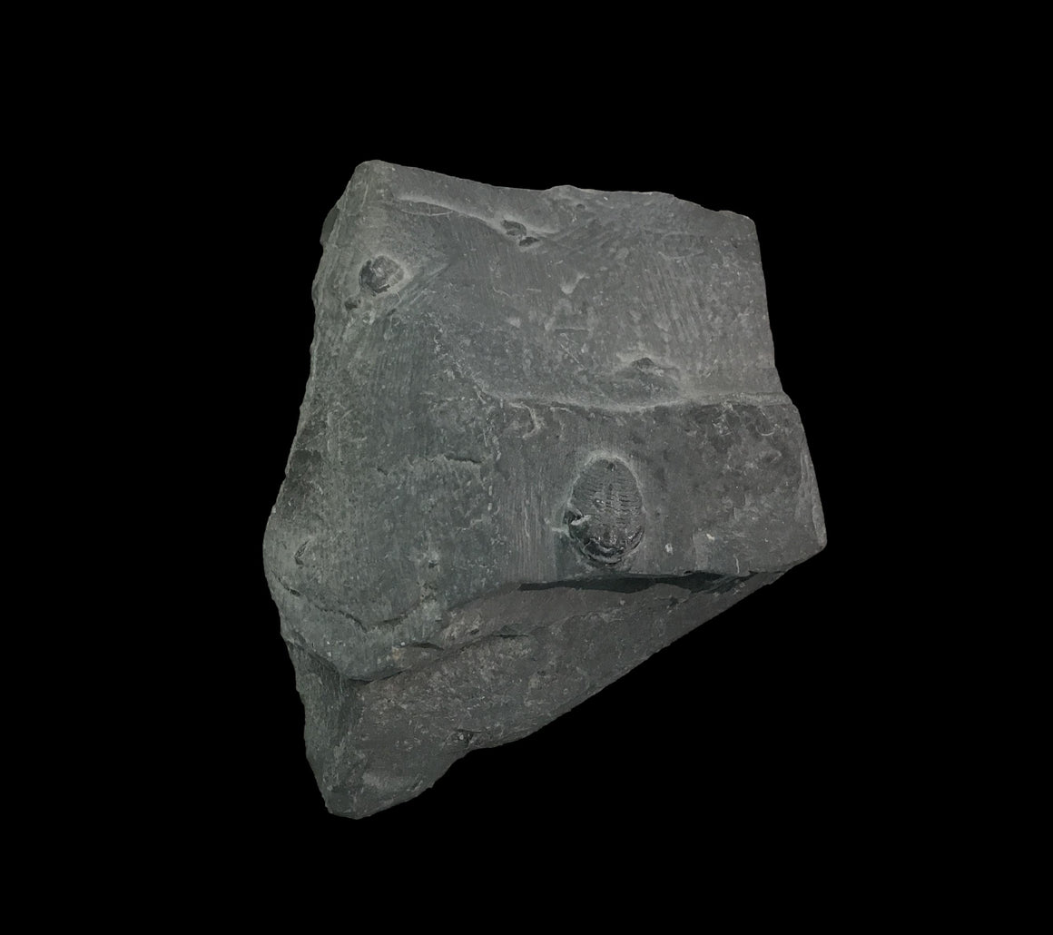 Genuine Fossil Trilobite - Elrathia Kinghi #T4 - 2 3/4" x 2 3/8”