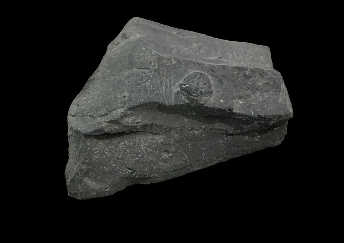 Genuine Fossil Trilobite - Elrathia Kinghi #T4 - 2 3/4" x 2 3/8”