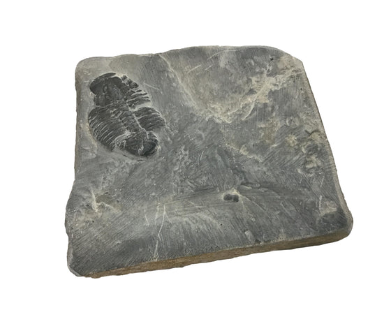 Genuine Fossil Trilobite - Elrathia Kinghi #F5 - 2 3/4” x 2 1/4”