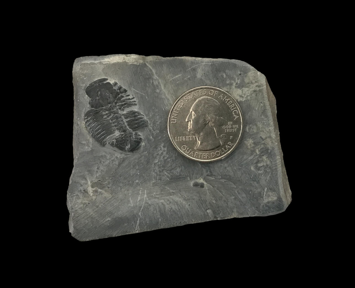 Genuine Fossil Trilobite - Elrathia Kinghi #F5 - 2 3/4” x 2 1/4”