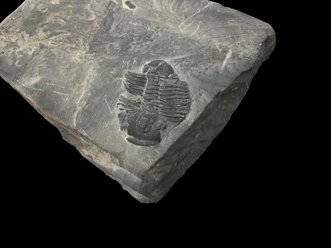 Genuine Fossil Trilobite - Elrathia Kinghi #F5 - 2 3/4” x 2 1/4”