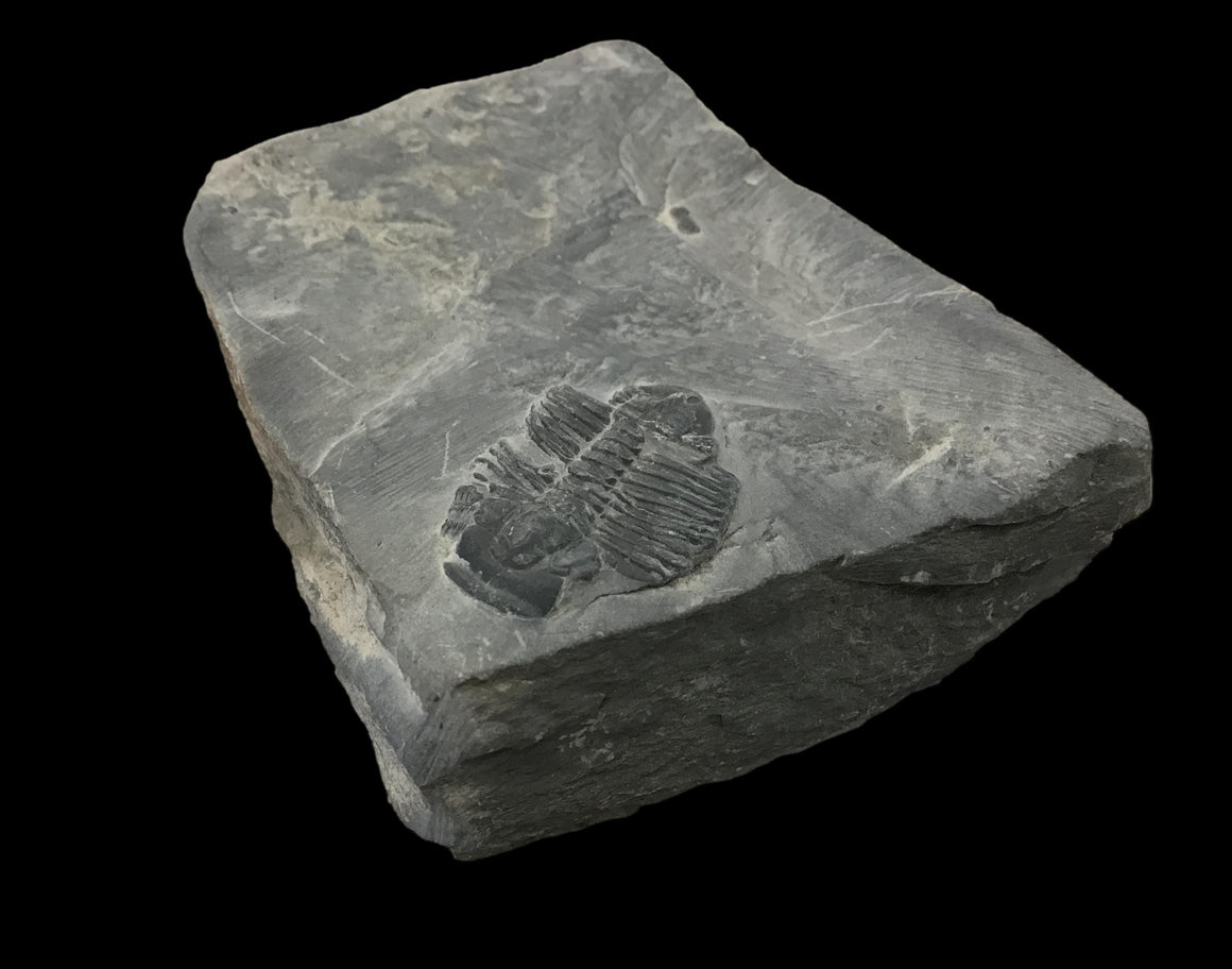 Genuine Fossil Trilobite - Elrathia Kinghi #F5 - 2 3/4” x 2 1/4”