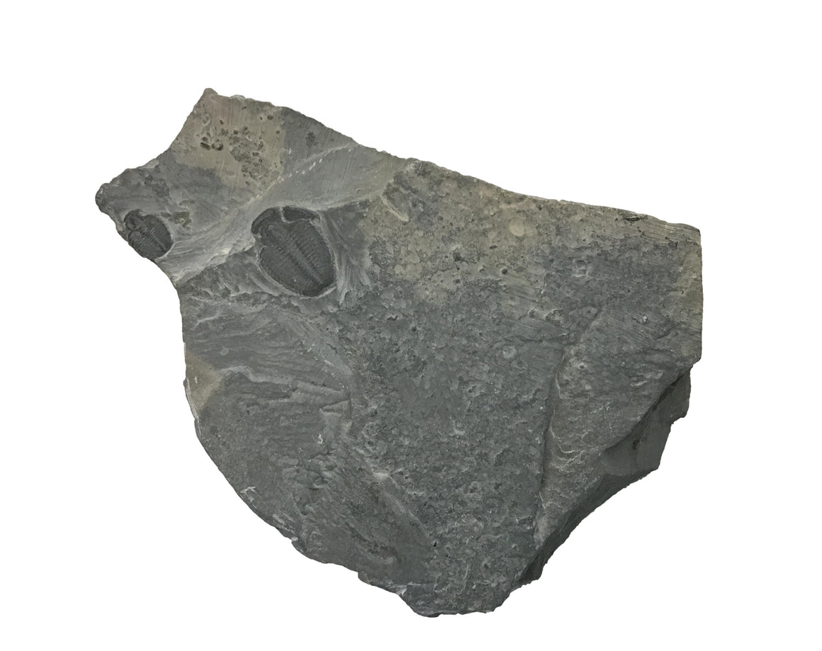 Genuine Fossil Trilobite - Elrathia Kinghi #F7 - 4 1/4” x 3”
