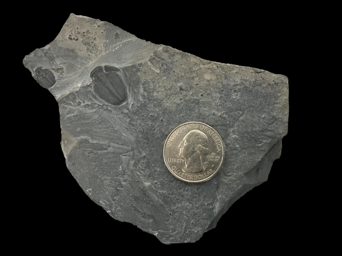 Genuine Fossil Trilobite - Elrathia Kinghi #F7 - 4 1/4” x 3”